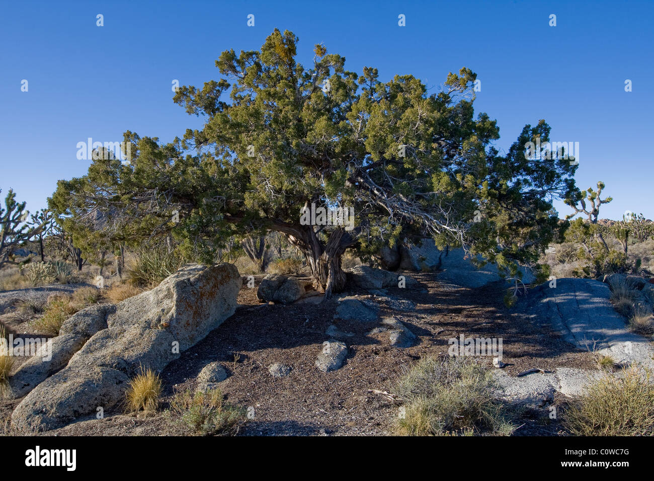 Utah Juniper - Juniperus osteosperma, Mojave desert, California. Stock Photo