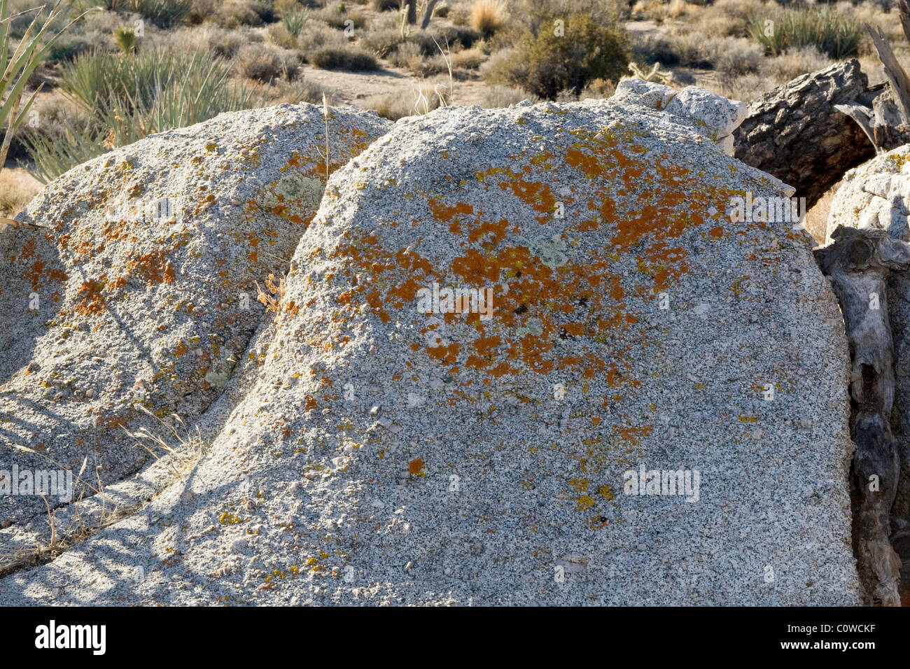 Crustose lichens on a rock in the Mojave Desert, California. Stock Photo