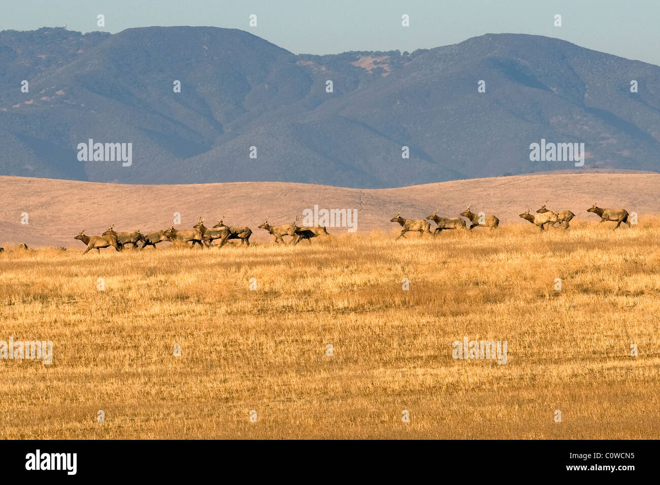 A herd of Tule Elk, Carrizo Plain California Stock Photo