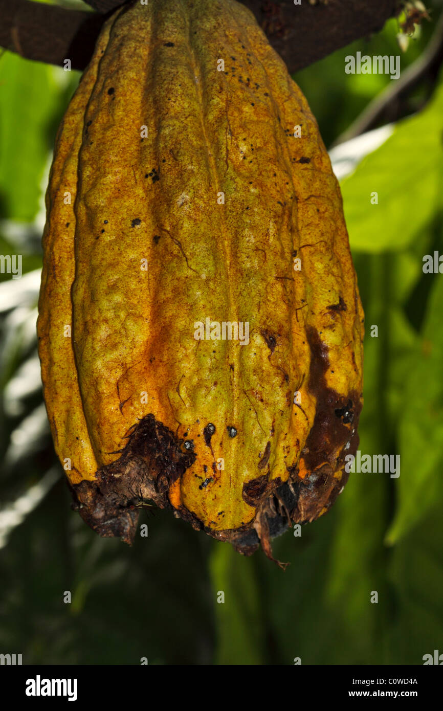 Ripe pod of Theobroma cacao with damage from fruit bats Stock Photo
