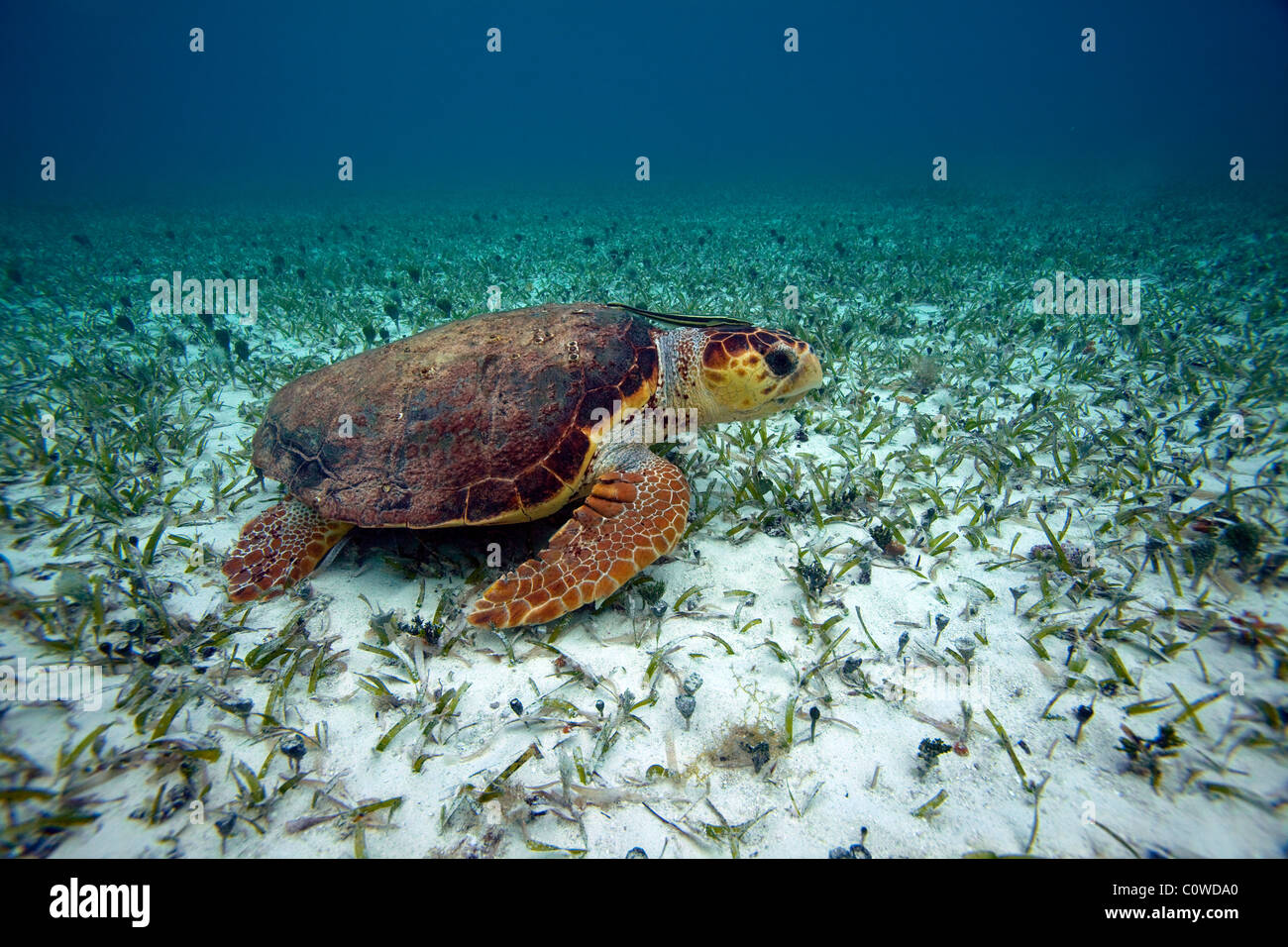 Loggerhead Turtle - Belize Stock Photo