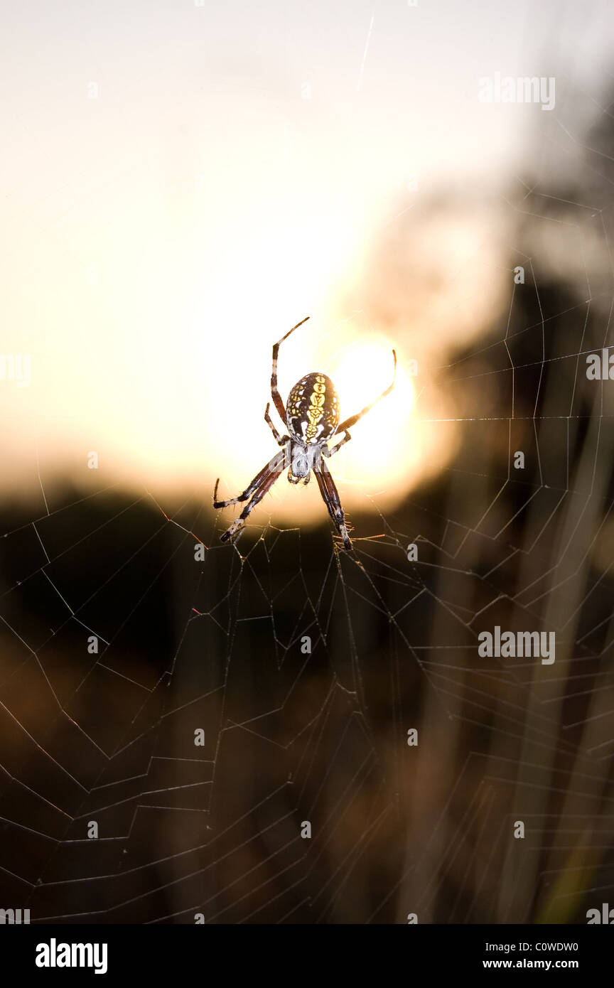 Western spotted orbweaver (Neoscona oaxacensis) during sunrise in Mexico Stock Photo