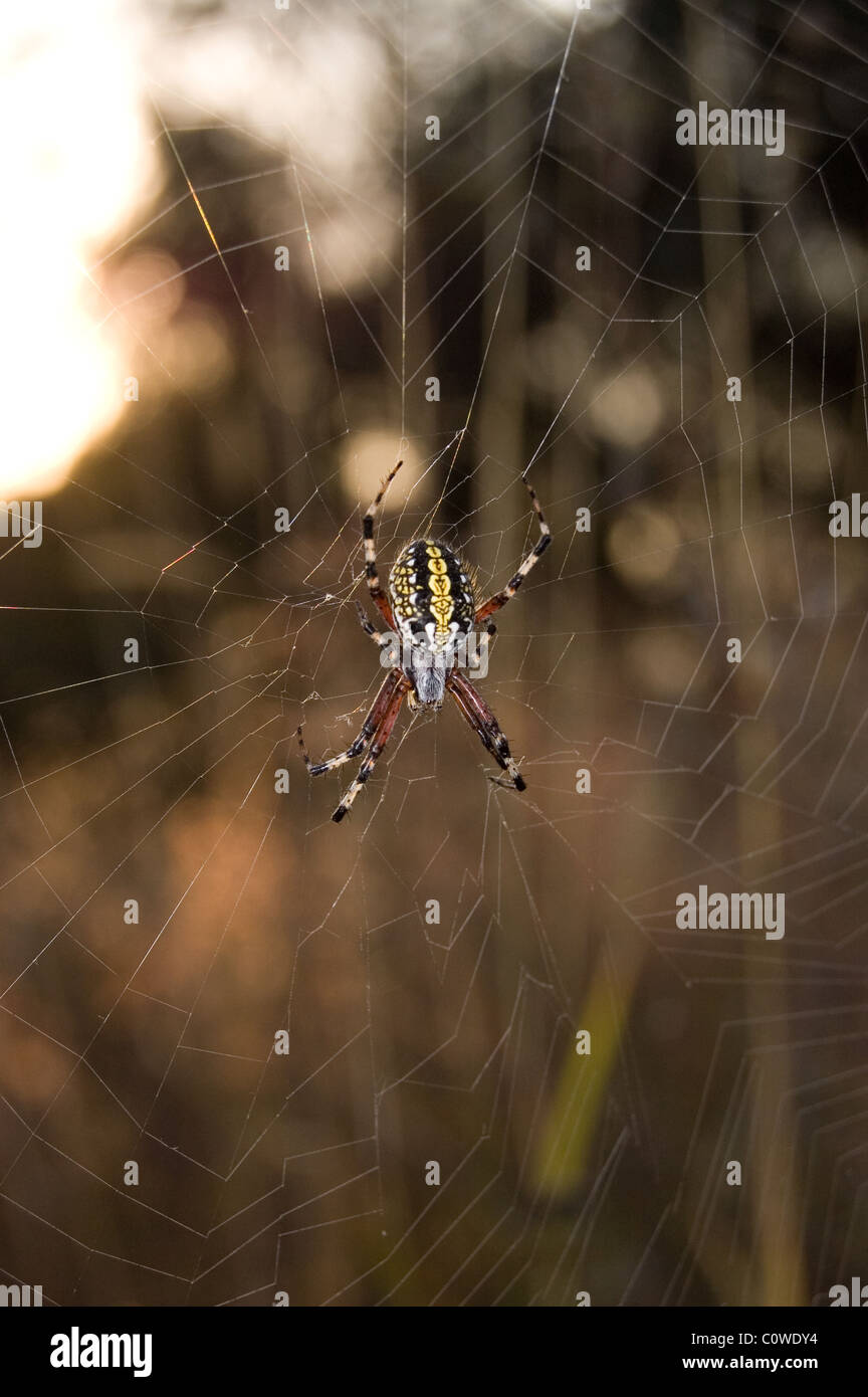 Western spotted orbweaver (Neoscona oaxacensis) during sunrise in Mexico Stock Photo