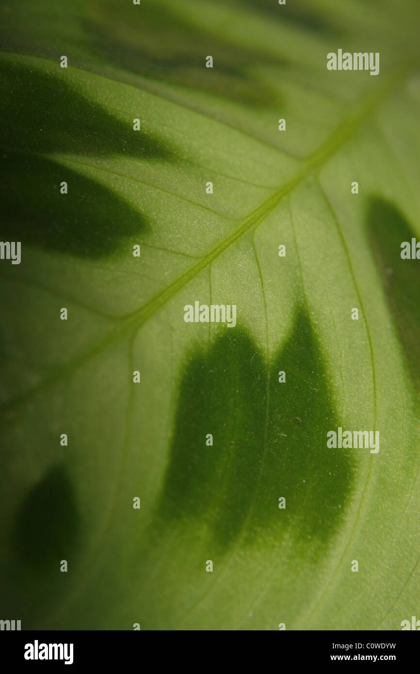close up of prayer plant leaf, Maranta Leuconeura Stock Photo