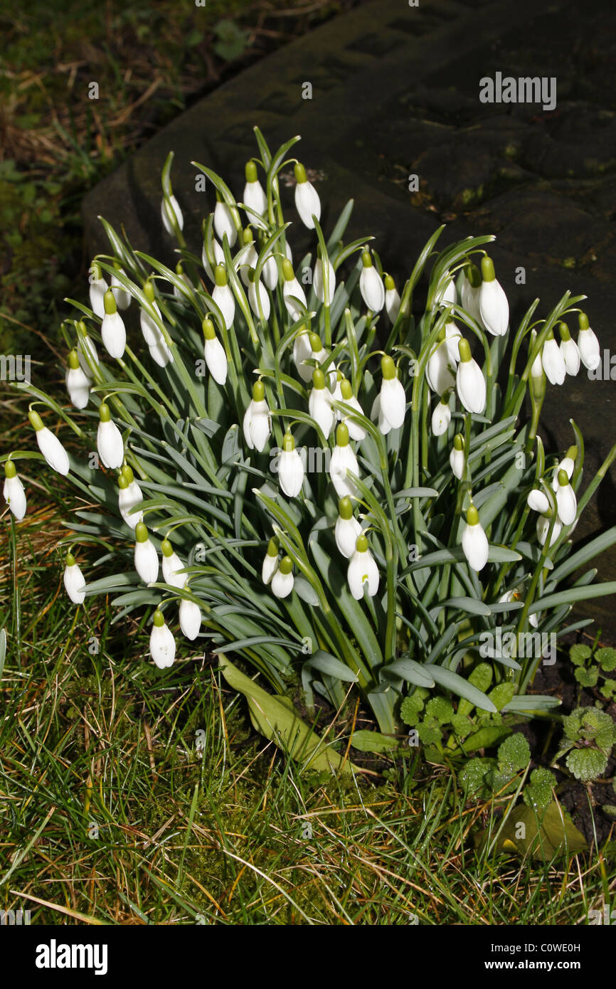 snowdrops growing beside gravestone in Priory Church graveyard, Worksop, Notts Galanthus nivalis Stock Photo