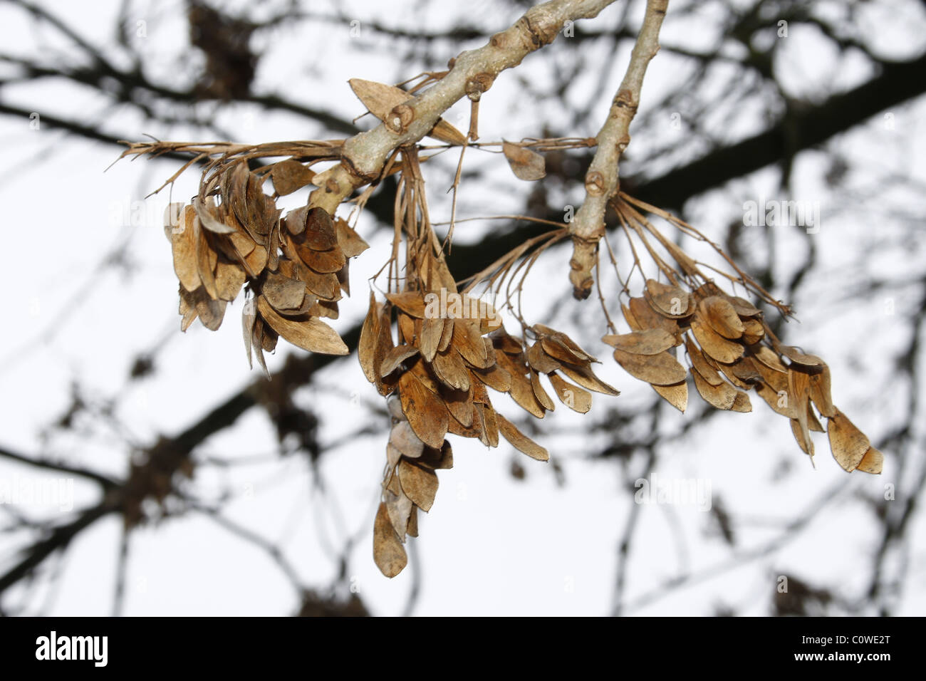Sycamore Tree Seeds Acer pseudoplatanus on cold spring day Stock Photo