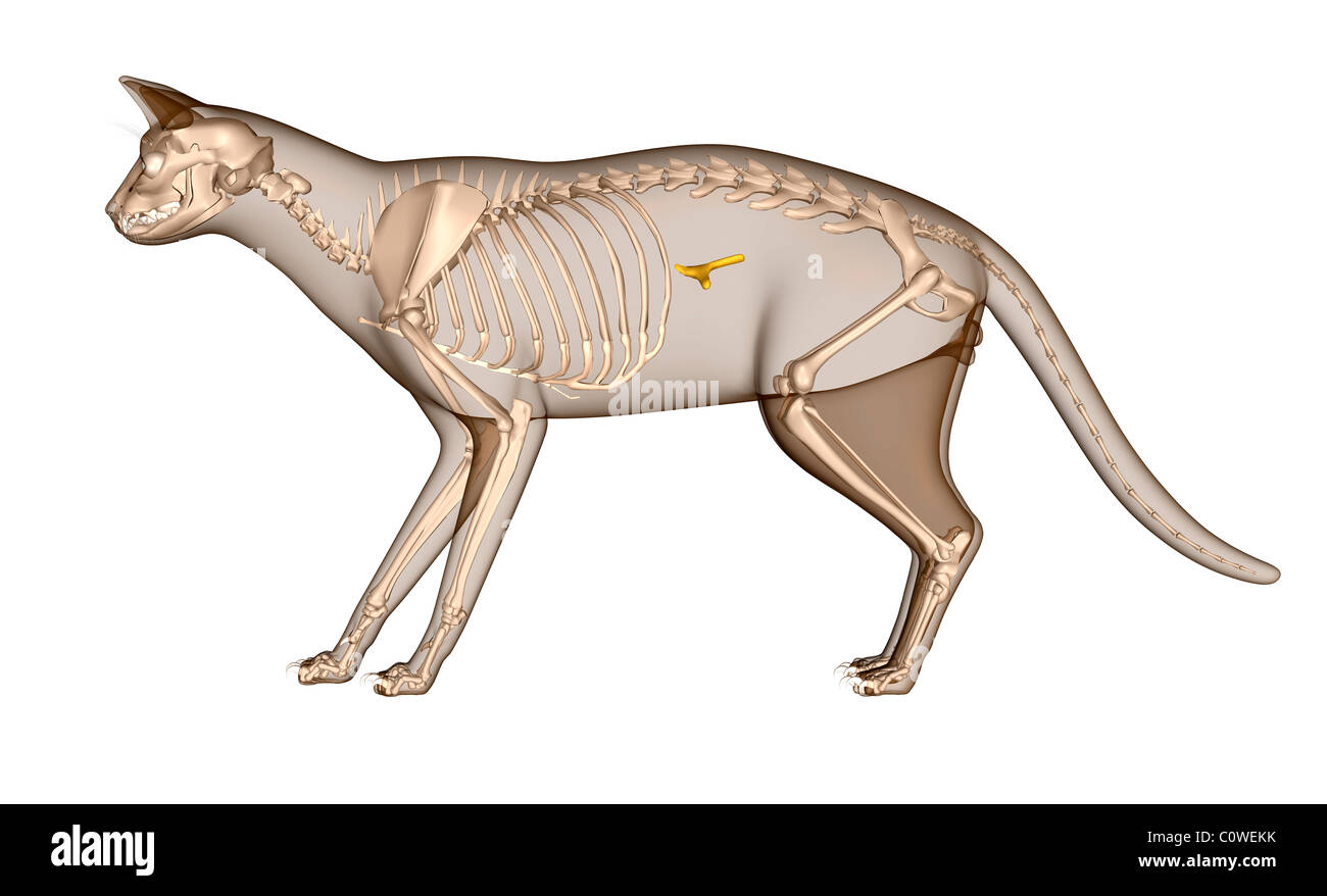 Anatomy of the cat pancreas skeleton Stock Photo