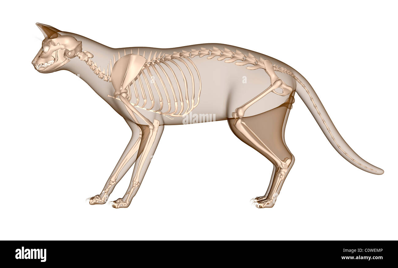 Anatomy of the cat skeleton Stock Photo - Alamy