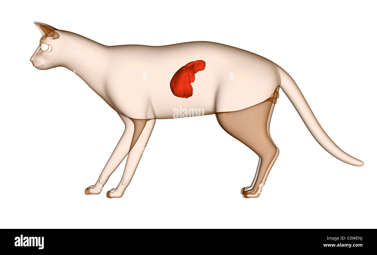 Glendale Animal Hospital - Veterinarian in Glendale, AZ USA :: Cat Anatomy Cat a