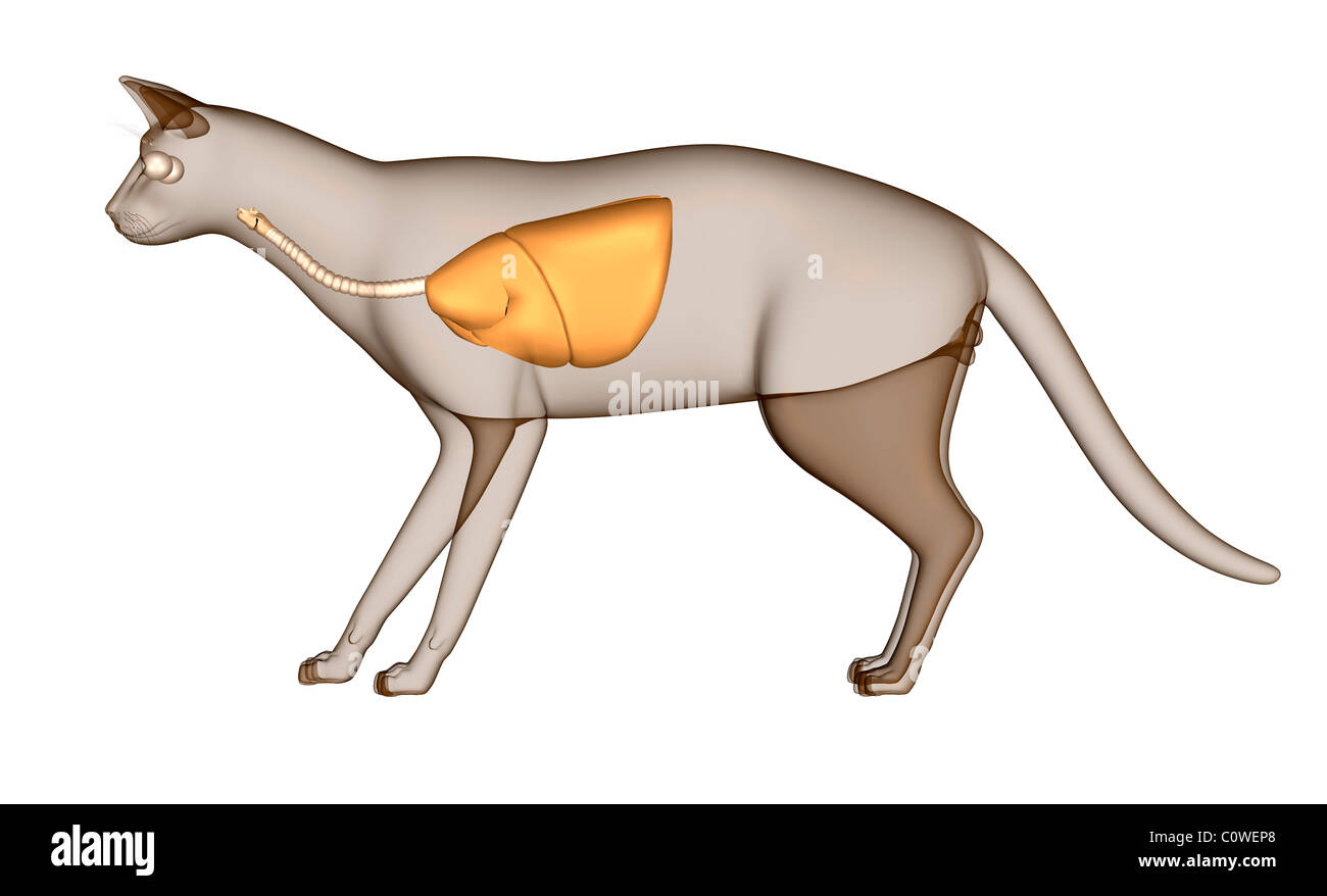 Anatomy of the cat respiratory lungs veterinary Stock Photo Alamy
