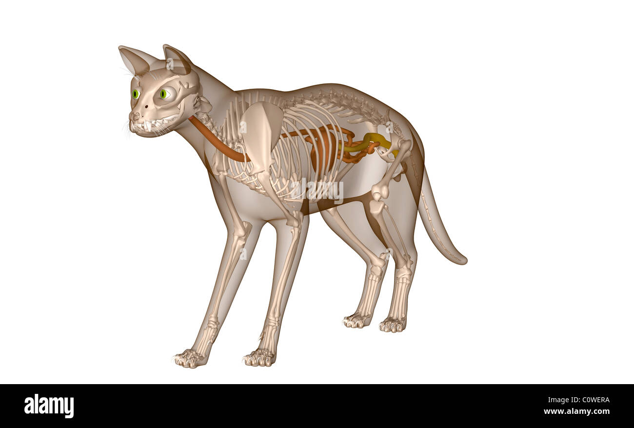 Anatomy of the cat digestion skeleton Stock Photo
