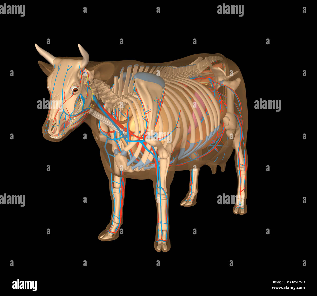 黄牛 牛的内脏器官 牛的骨骼 牛内脏 老黄牛 哺乳动物牛解剖-cg模型免费下载-CG99