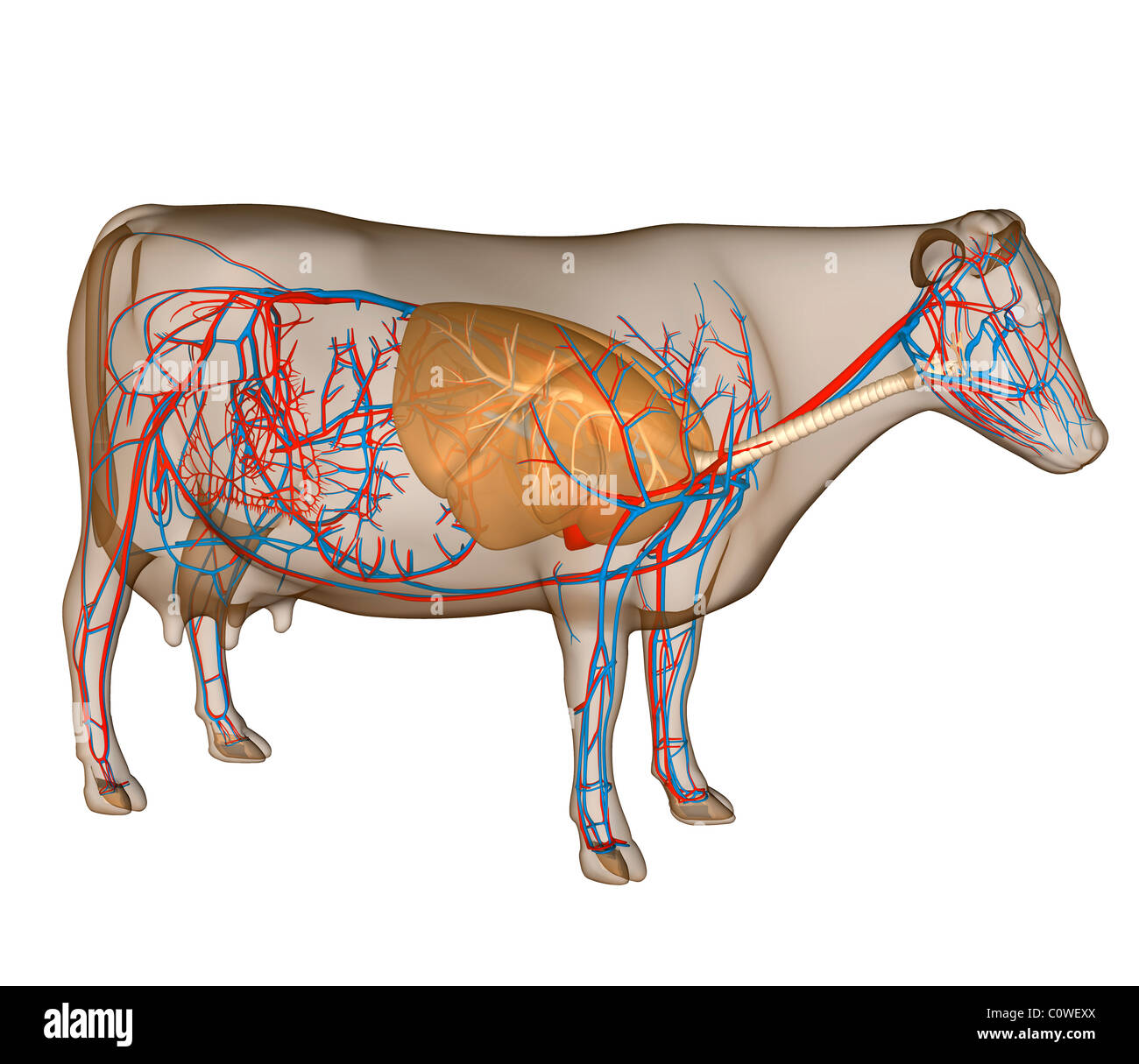 Anatomy of the cow circulary respiratory Stock Photo: 34981266 - Alamy