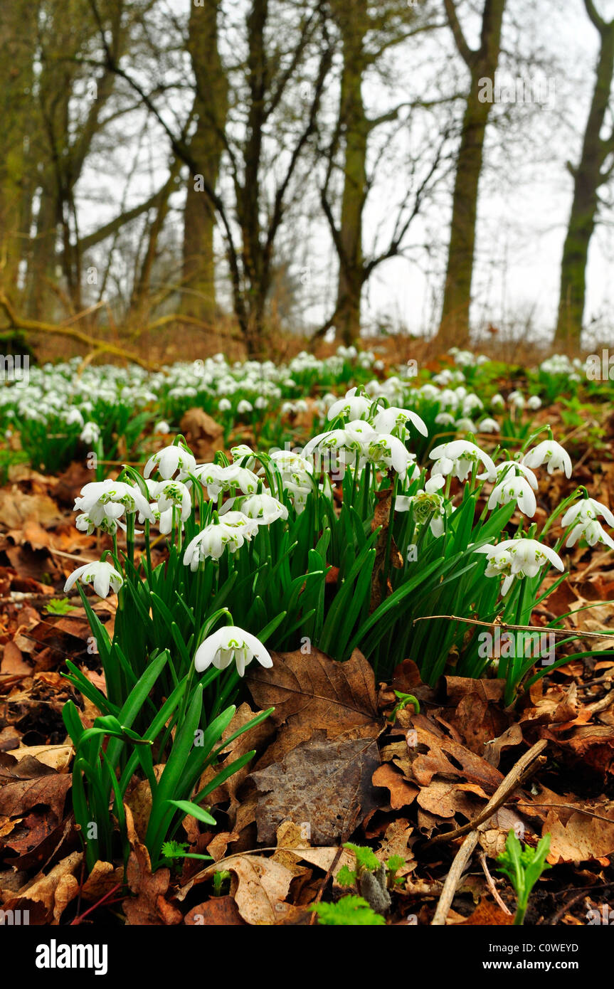 Snowdrops growing wild in a woodland Stock Photo