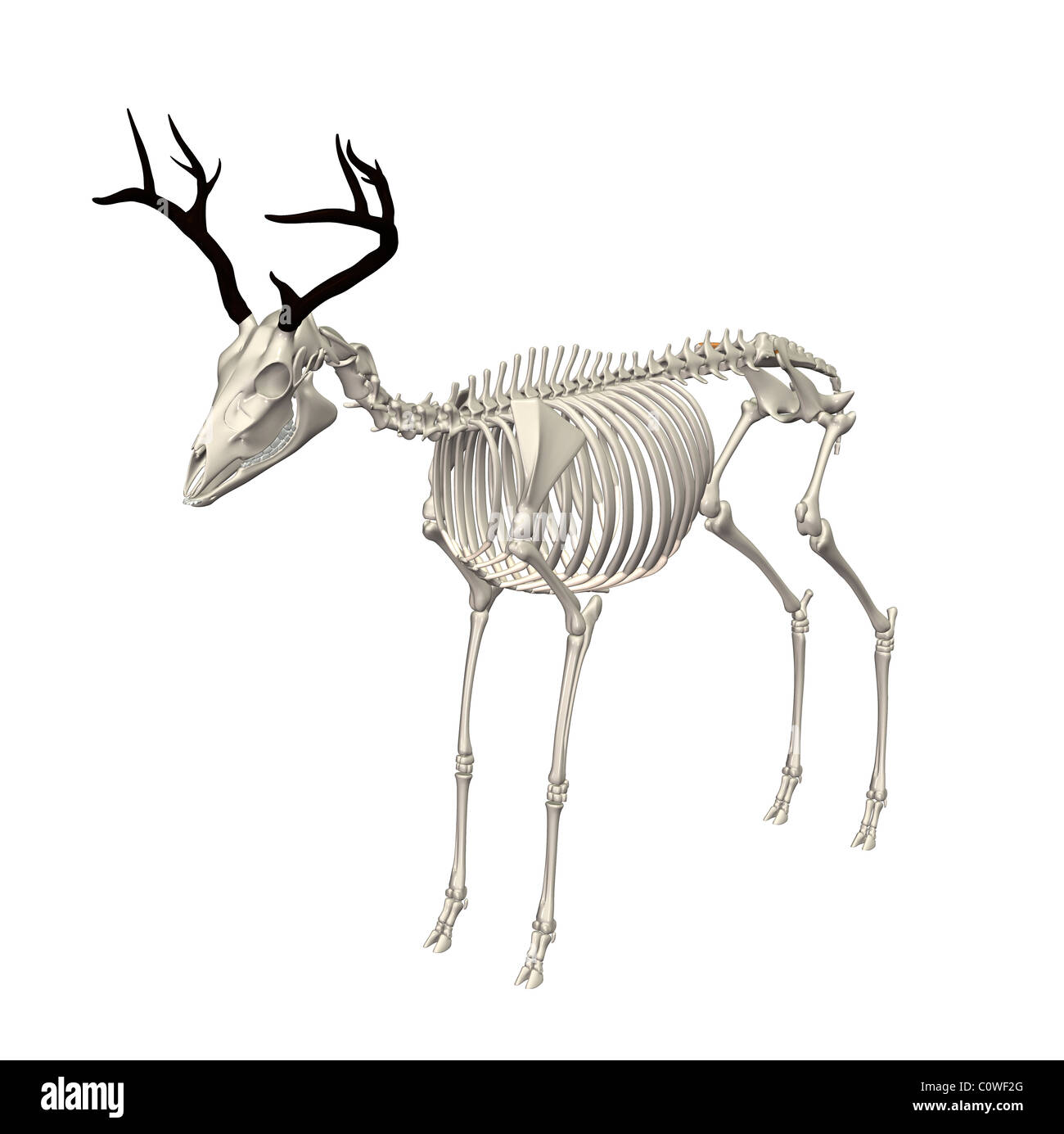 deer anatomy skeleton Stock Photo