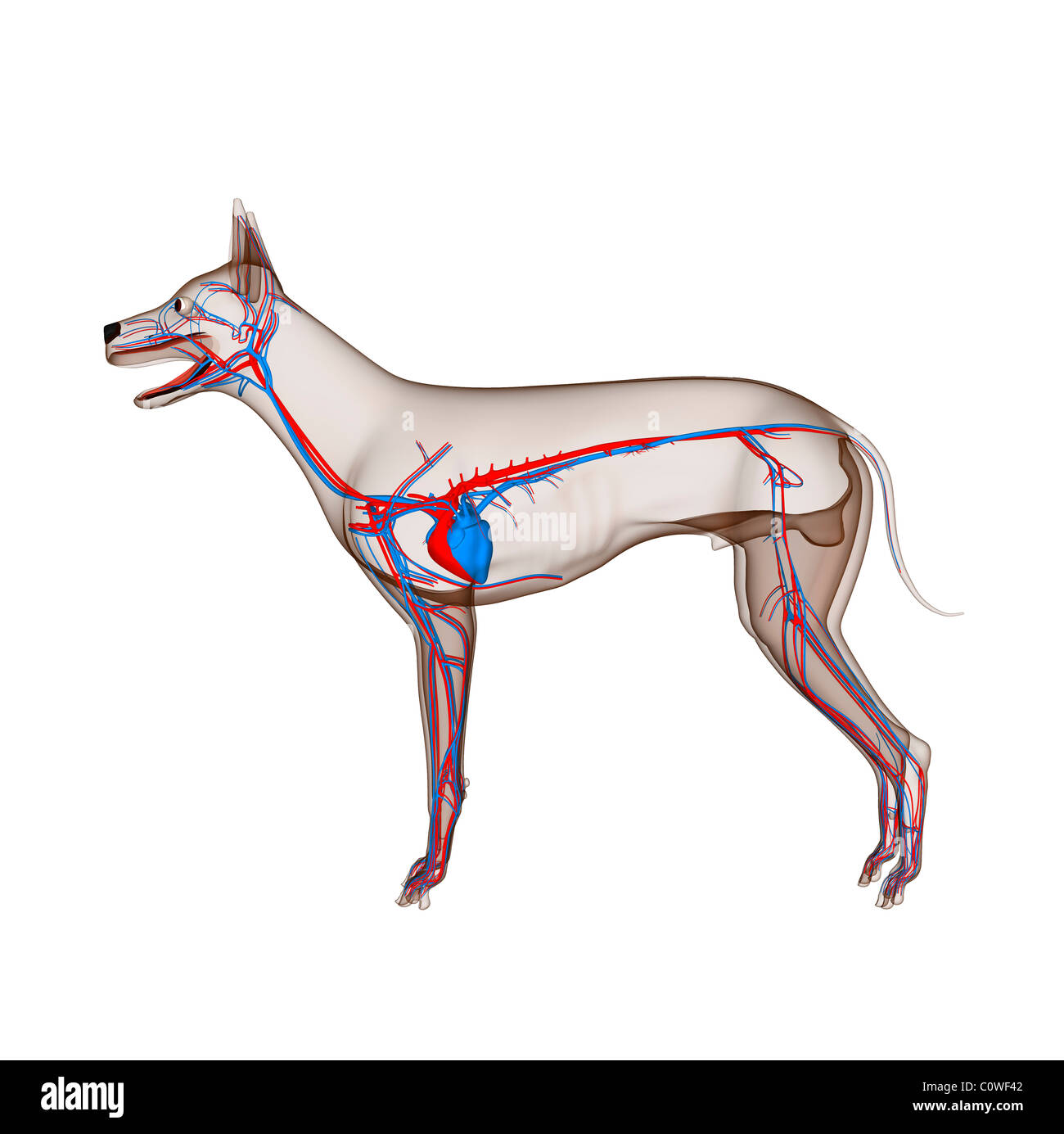 dog anatomy heart circulation with transparent body Stock Photo