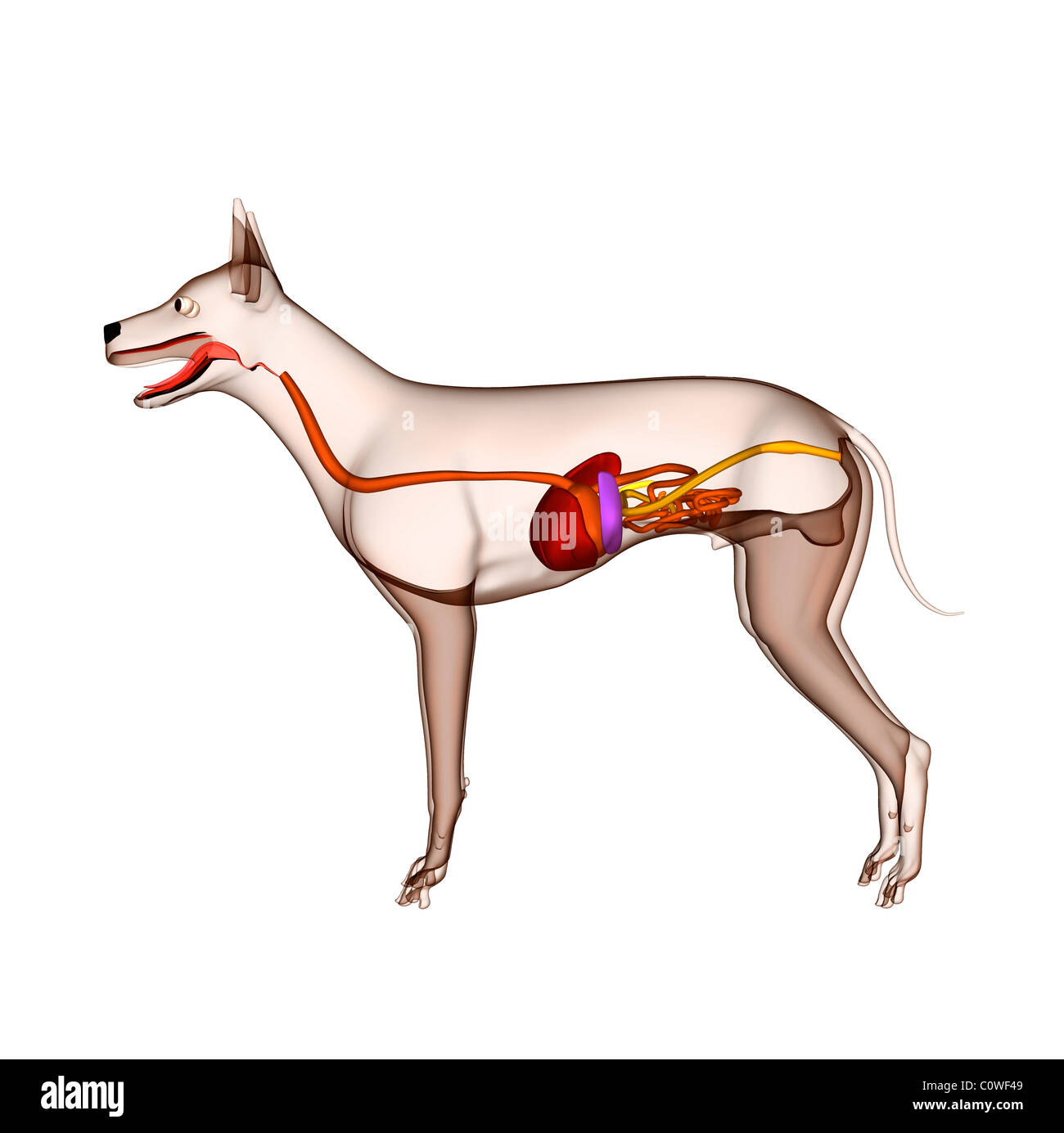 dog anatomy digestion stomach liver transparent body Stock Photo