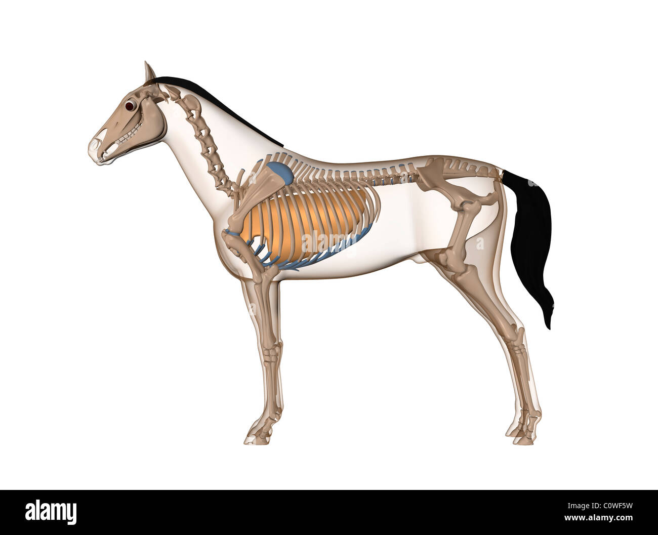 horse anatomy respiratory lungs Stock Photo Alamy