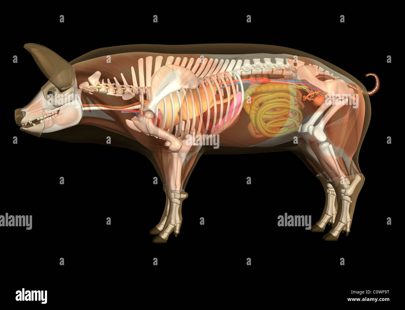 Pig Anatomy Stock Photo