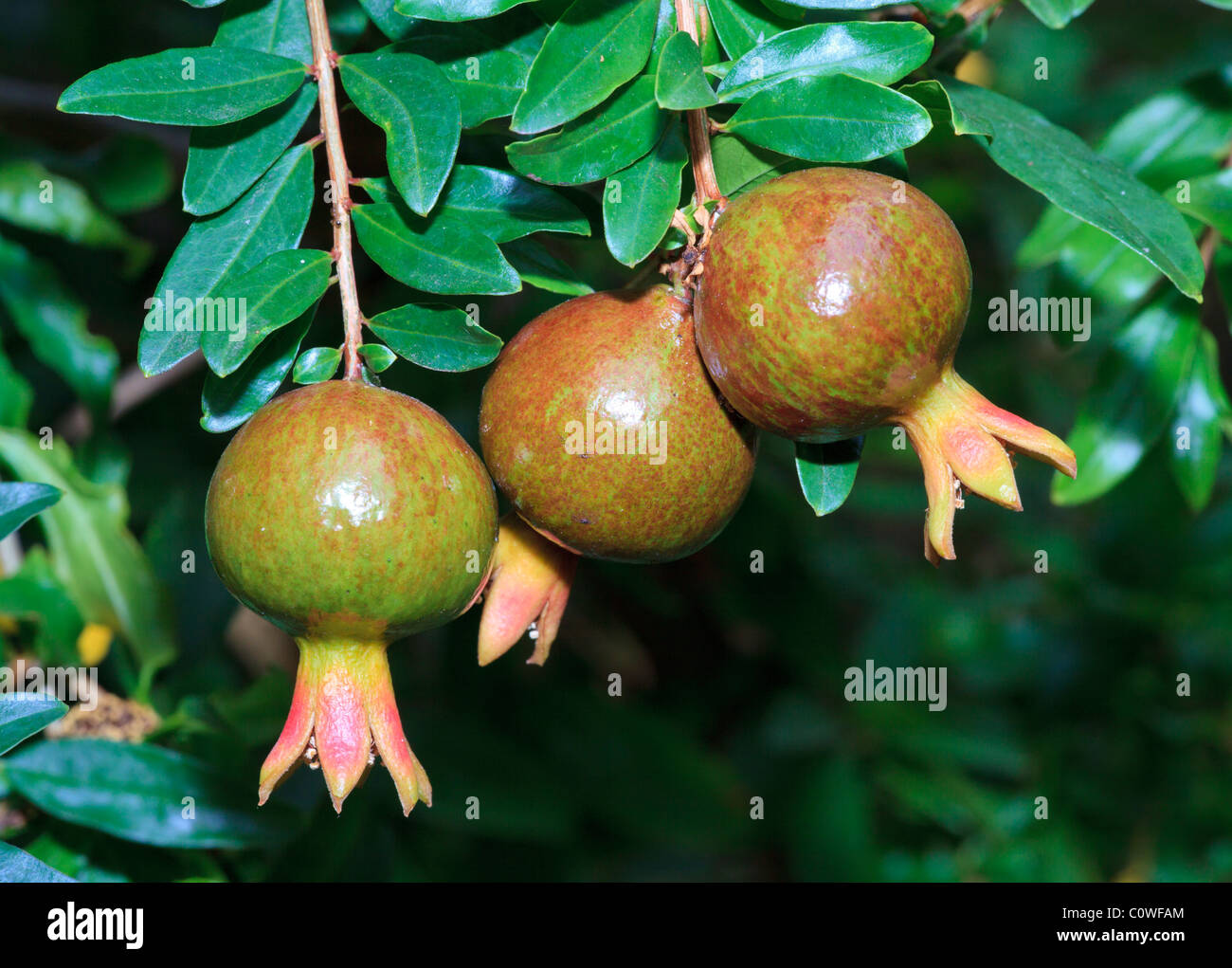 Pomegranate (Punica granatum) fruit growing on a tree Stock Photo