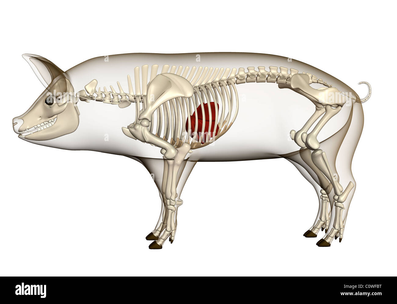 pig anatomy liver skeleton transparent body Stock Photo