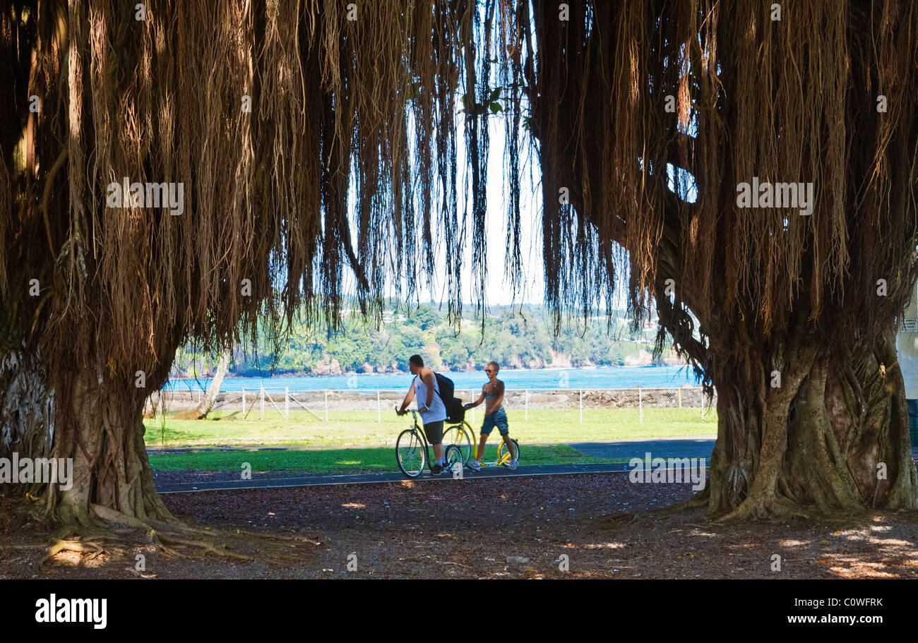 A banyan tree frames exercisers near the coast in Hilo, Hawaii Stock Photo