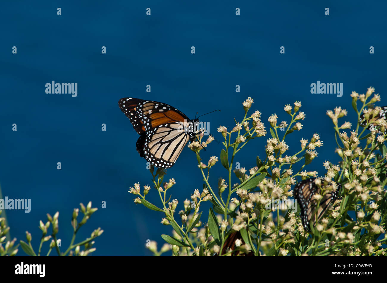 Monarch butterfly on flowers hi-res stock photography and images - Alamy