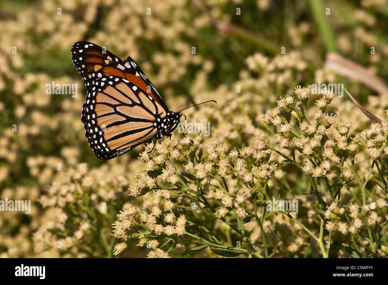 A single monarch butterfly feeding on white flowers, monarch migration