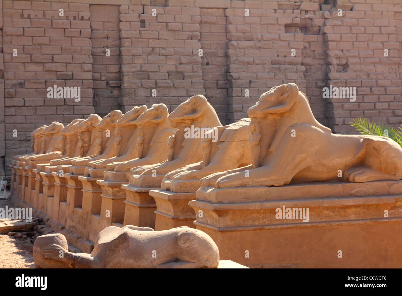 ancient egypt statues of sphinx in Luxor karnak temple Stock Photo Alamy