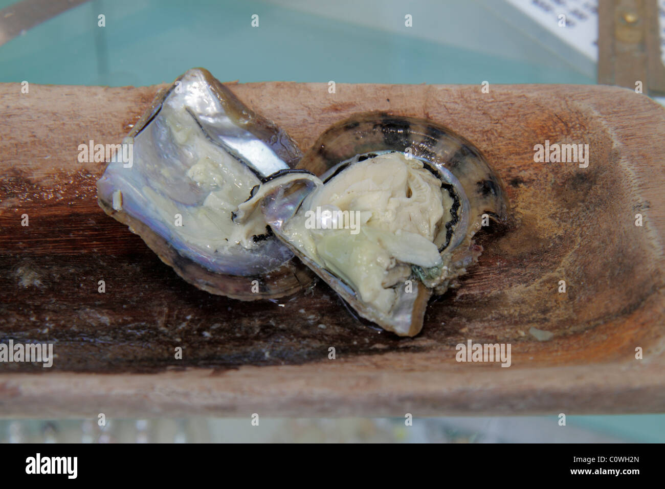 Orlando Florida,Lake Buena Vista,Downtown Disney Springs,oyster,pearl