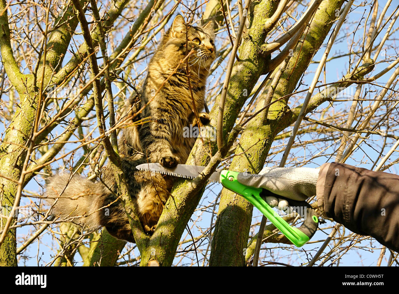Baum verschneiden mit Katze - tree pruning and cat 01 Stock Photo