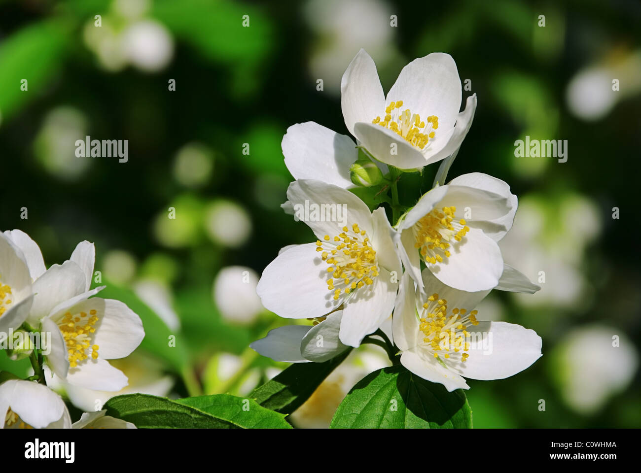 Strauch jasmin hires stock photography and images Alamy