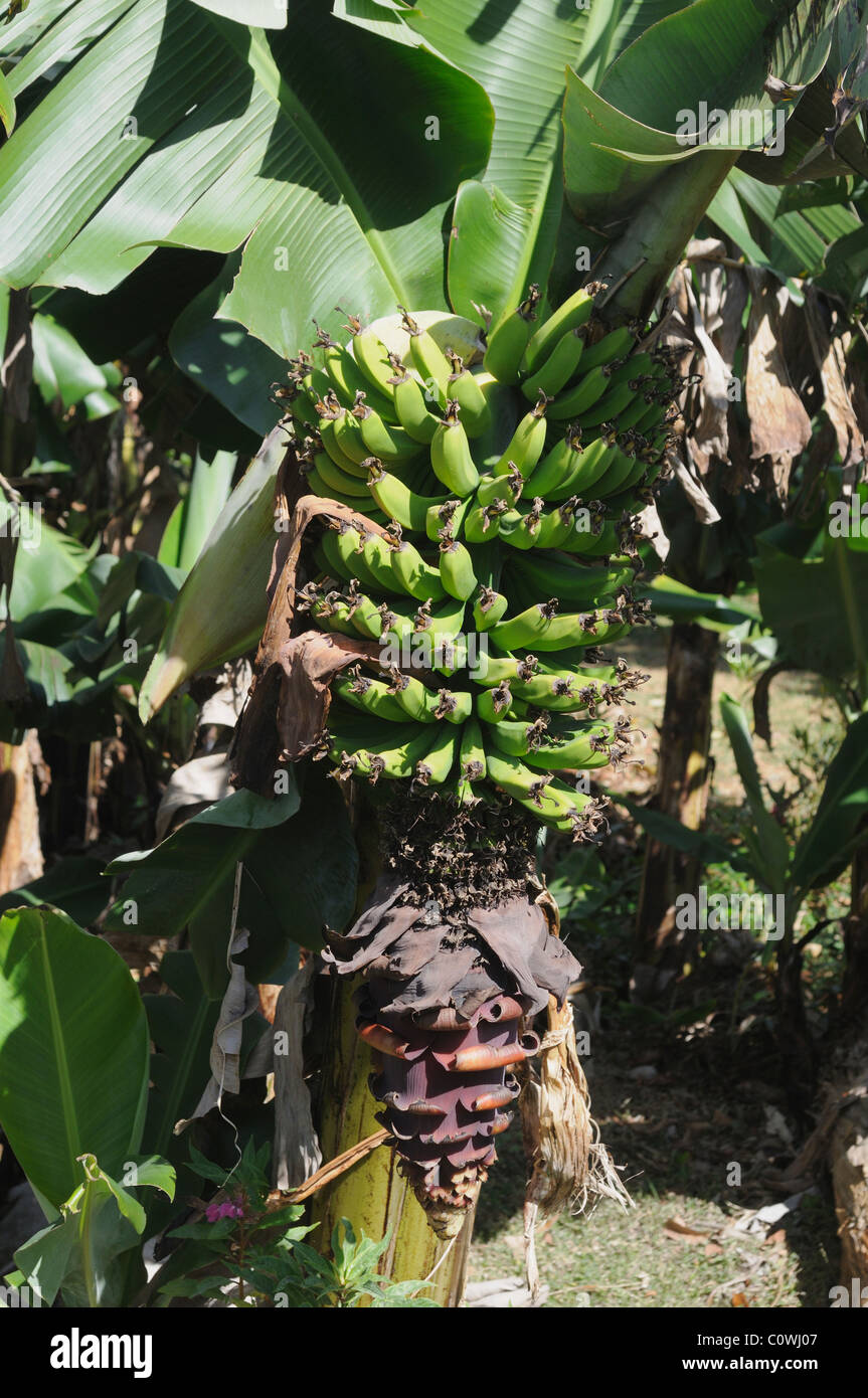 Banana stem hires stock photography and images Alamy