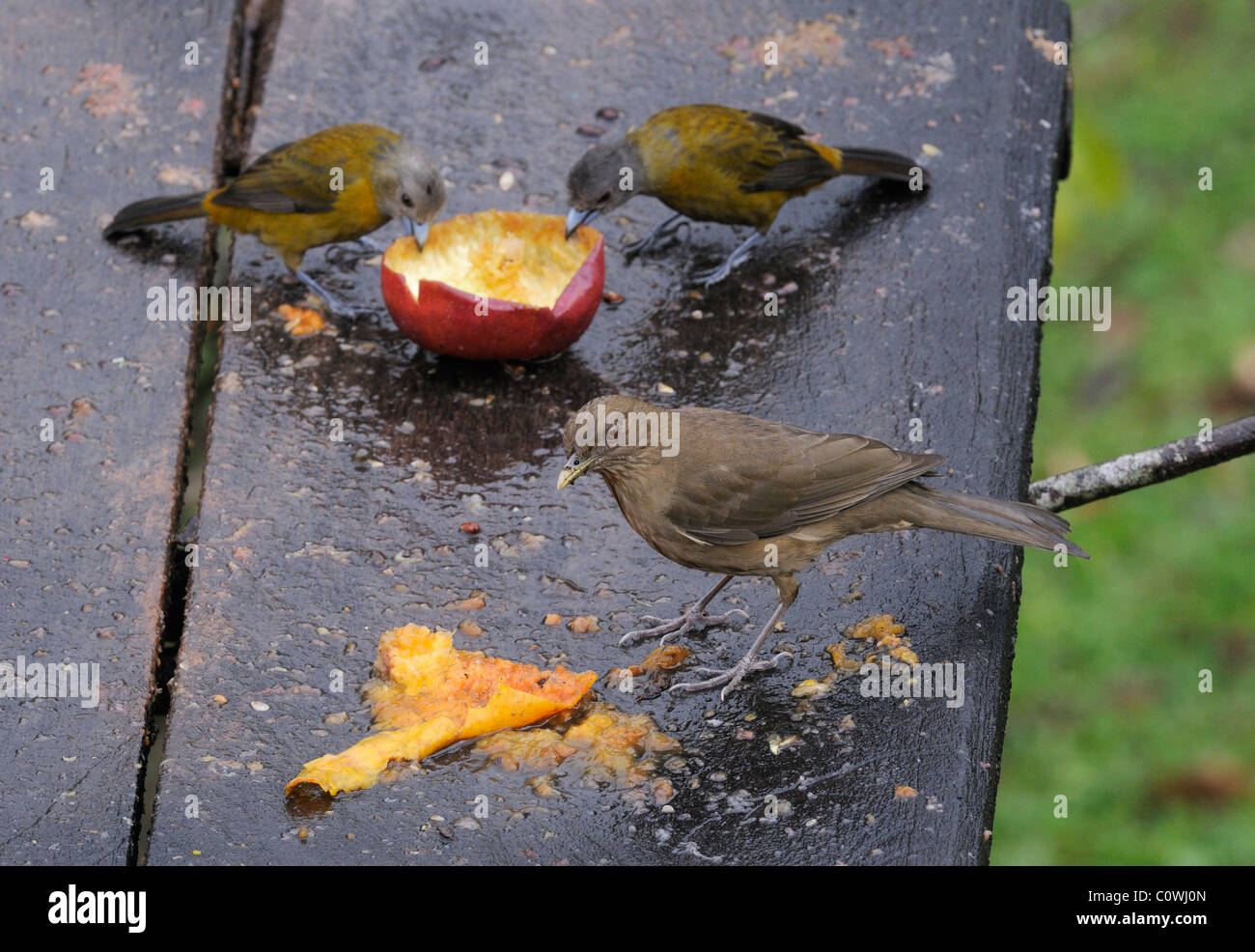 Birds feeding on fruits, Costa Rica Stock Photo Alamy