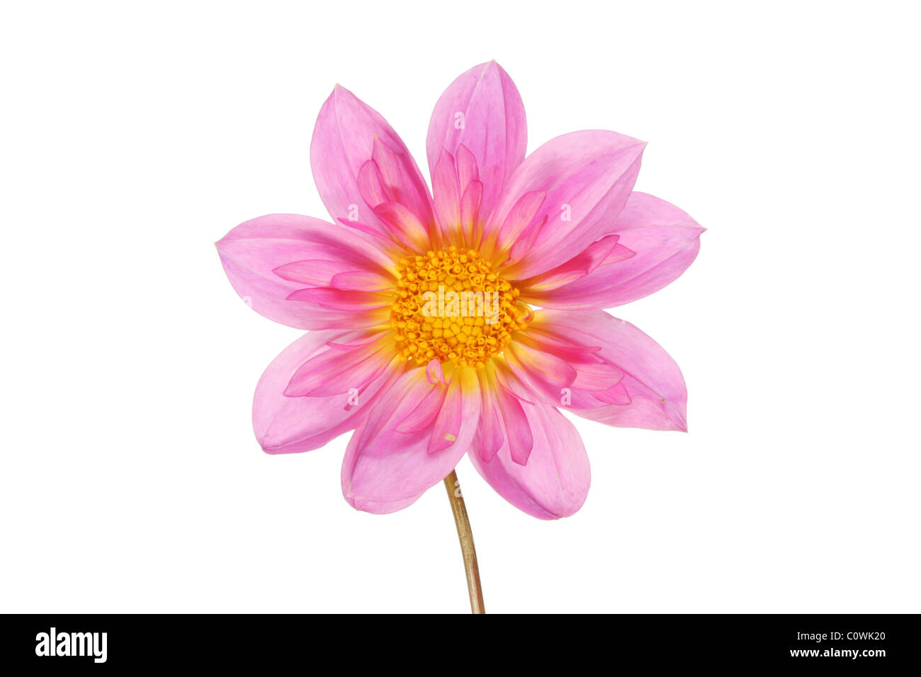 White flower with purple center hi-res stock photography and images - Alamy