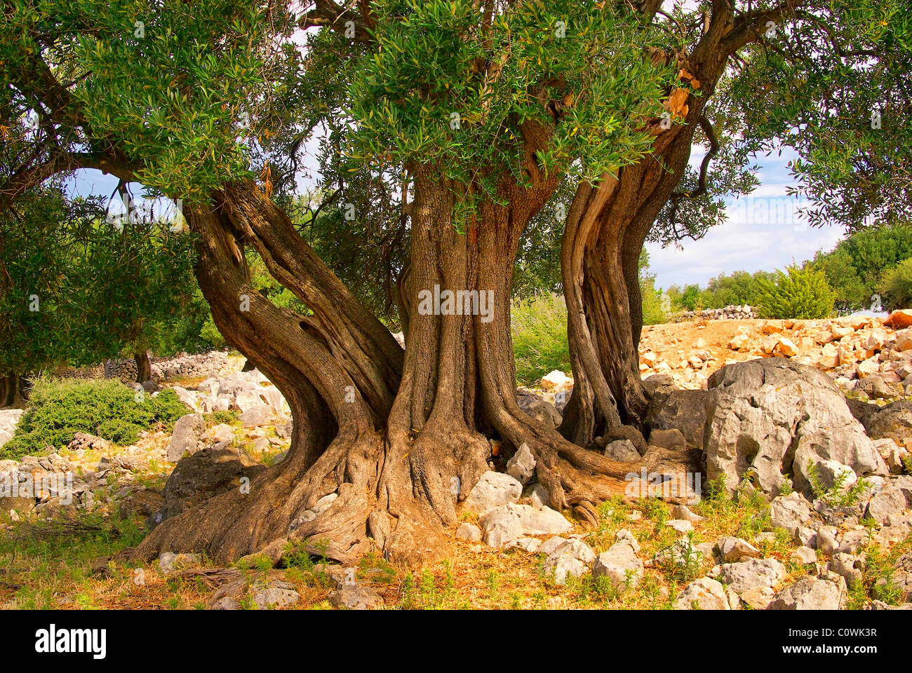 Olivenbaum Stamm - olive tree trunk 11 Stock Photo