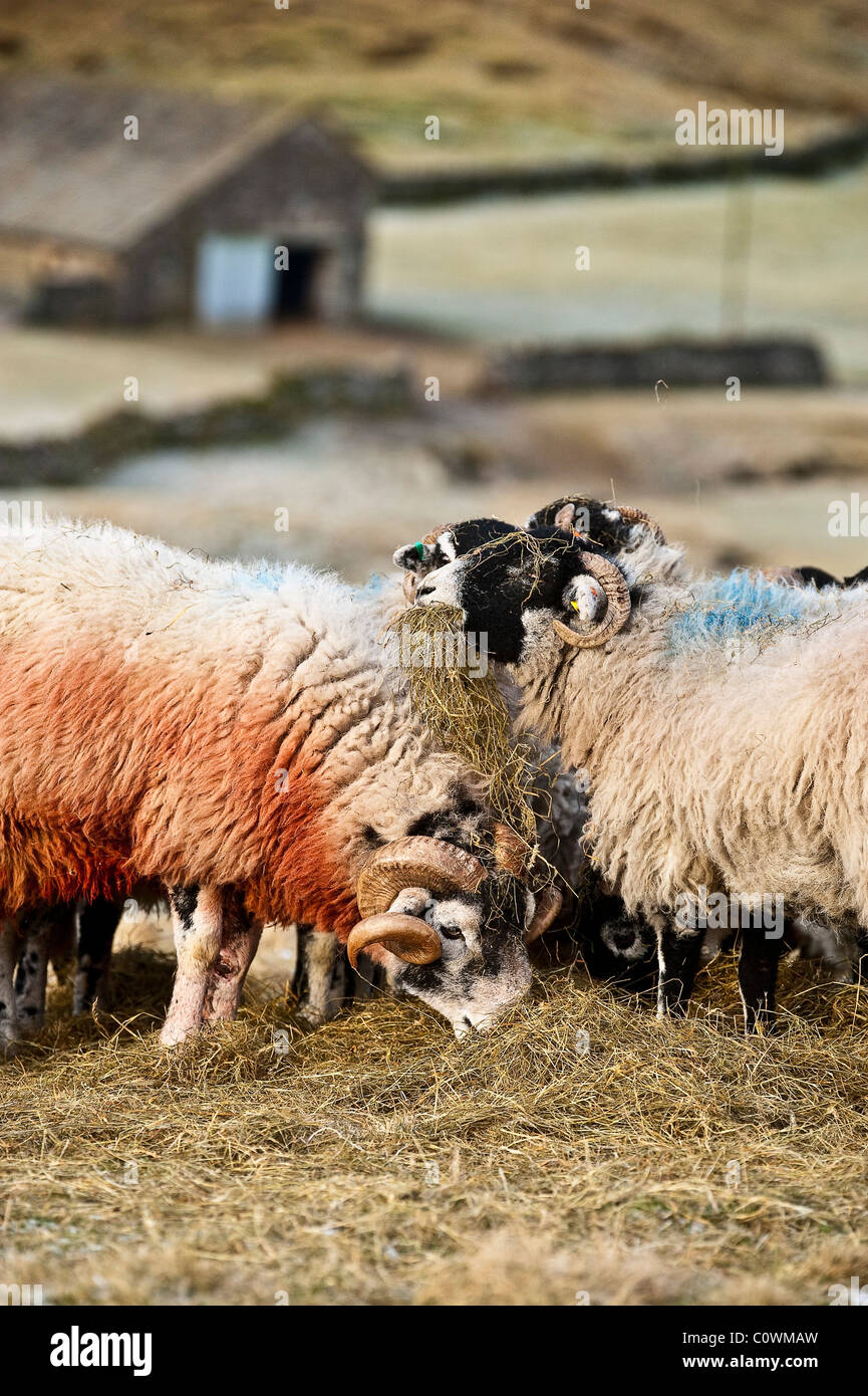 Sheep on Fawcett Moor Horton in Ribblesdale North Yorkshire Great Britain Stock Photo