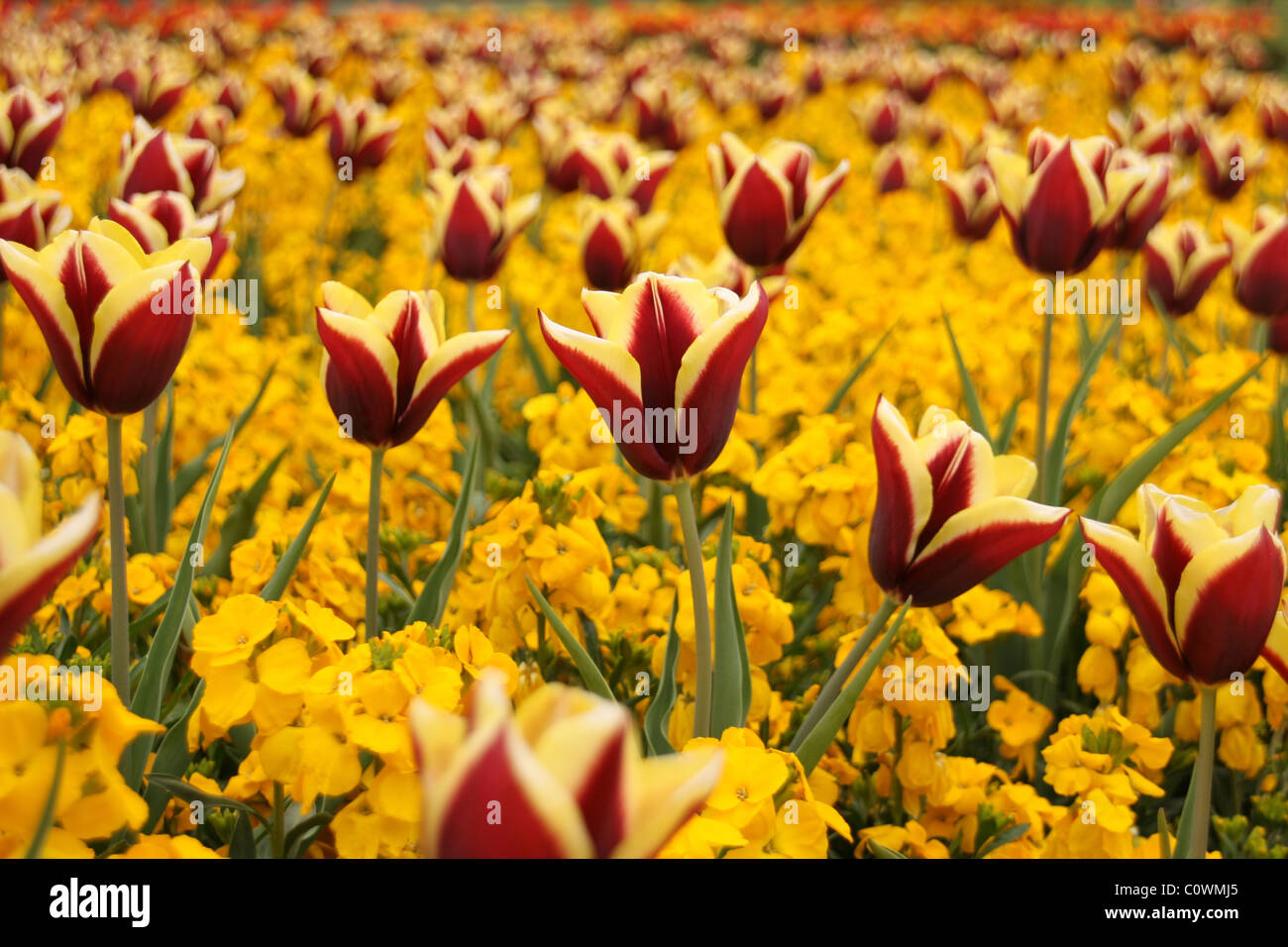 A Field of Red and Yellow Tulips Stock Photo - Alamy