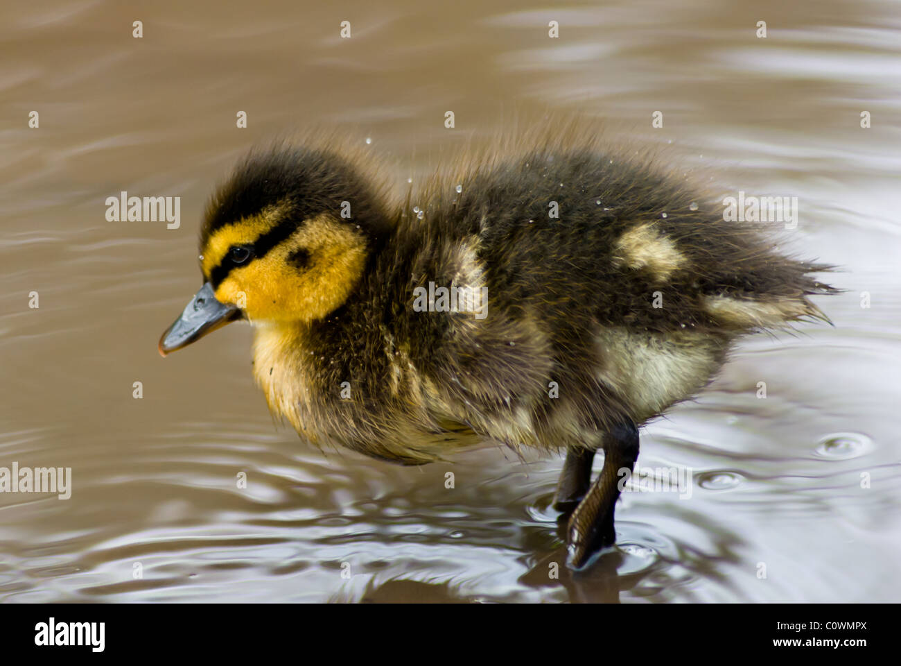 Puddle duck hires stock photography and images Alamy