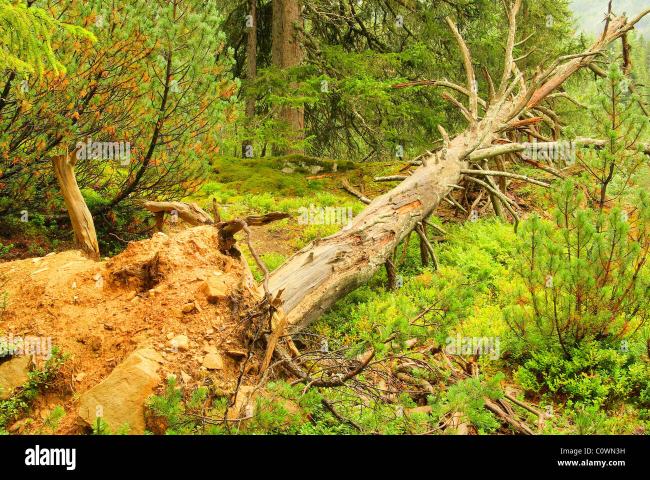 Baum nach Sturm - tree after storm 01 Stock Photo