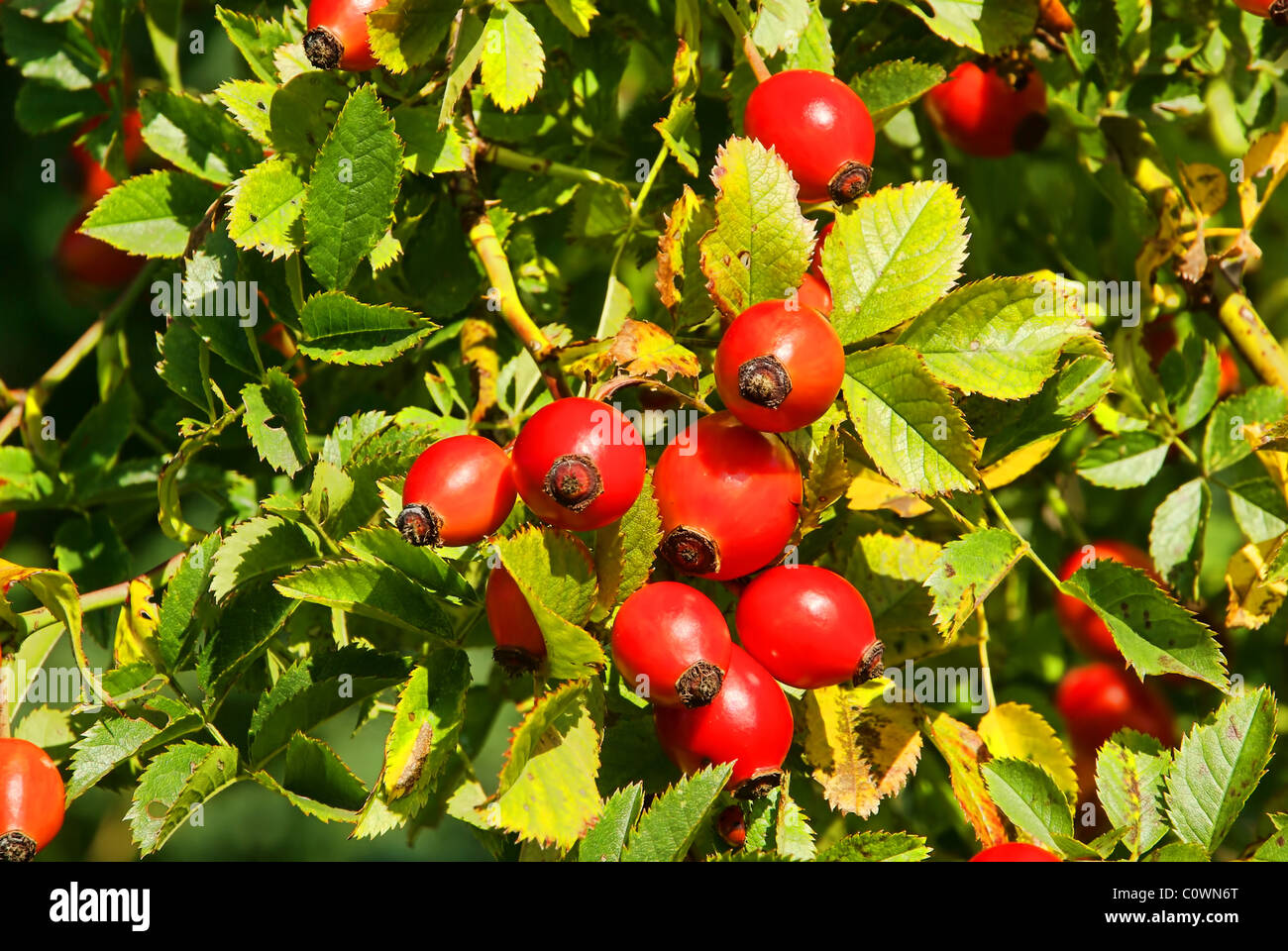 Hagebutte - hip 12 Stock Photo - Alamy
