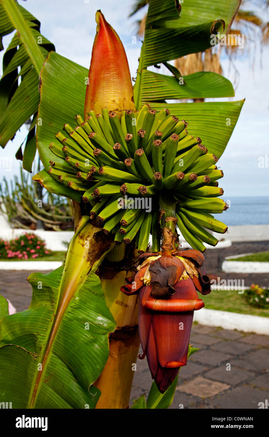 Bananas growing on tree plant with fruit ripening Tenerife Canaries, Canary Islands Stock Photo