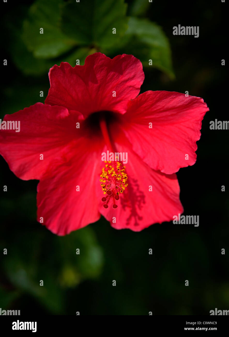 Red Hibiscus flower Stock Photo Alamy