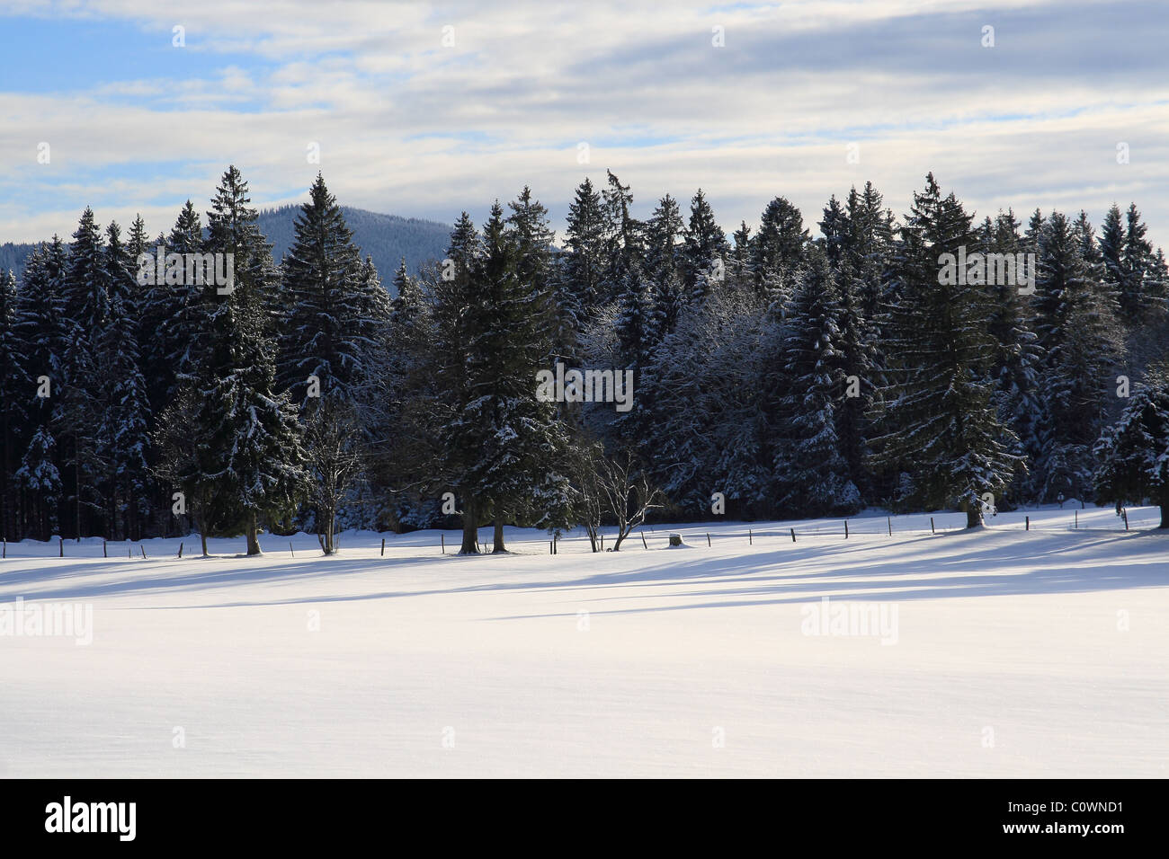 Winter landscape in forest field hi-res stock photography and images ...