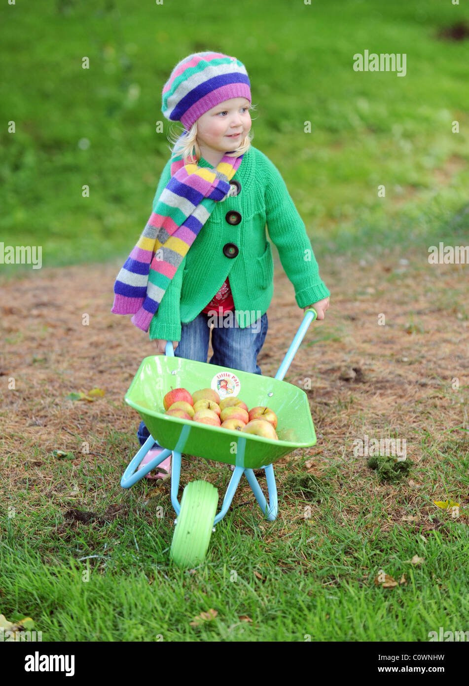 young girl with wheelbarrow full of apples Stock Photo - Alamy