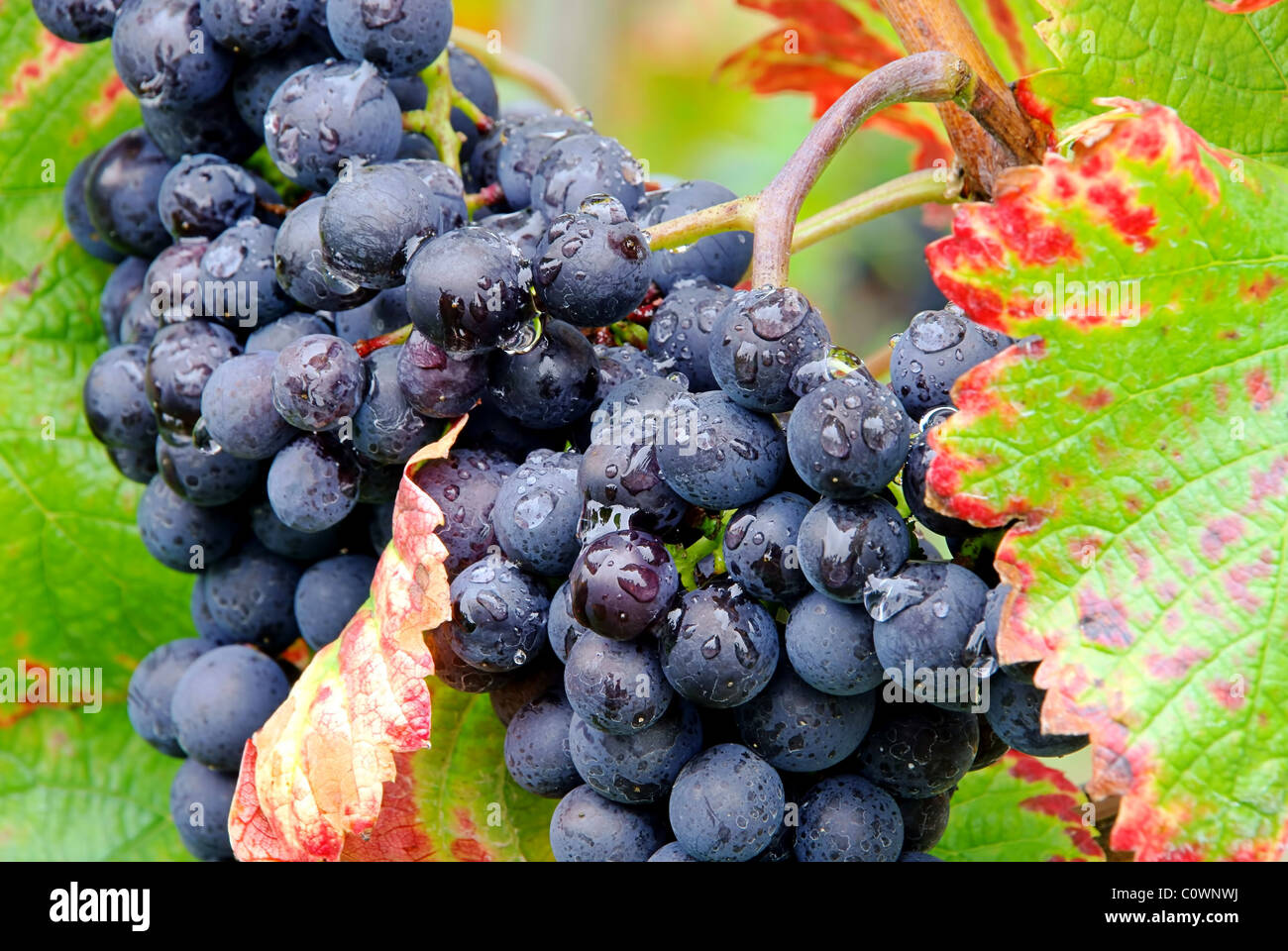 Weintraube rot - grape red 24 Stock Photo