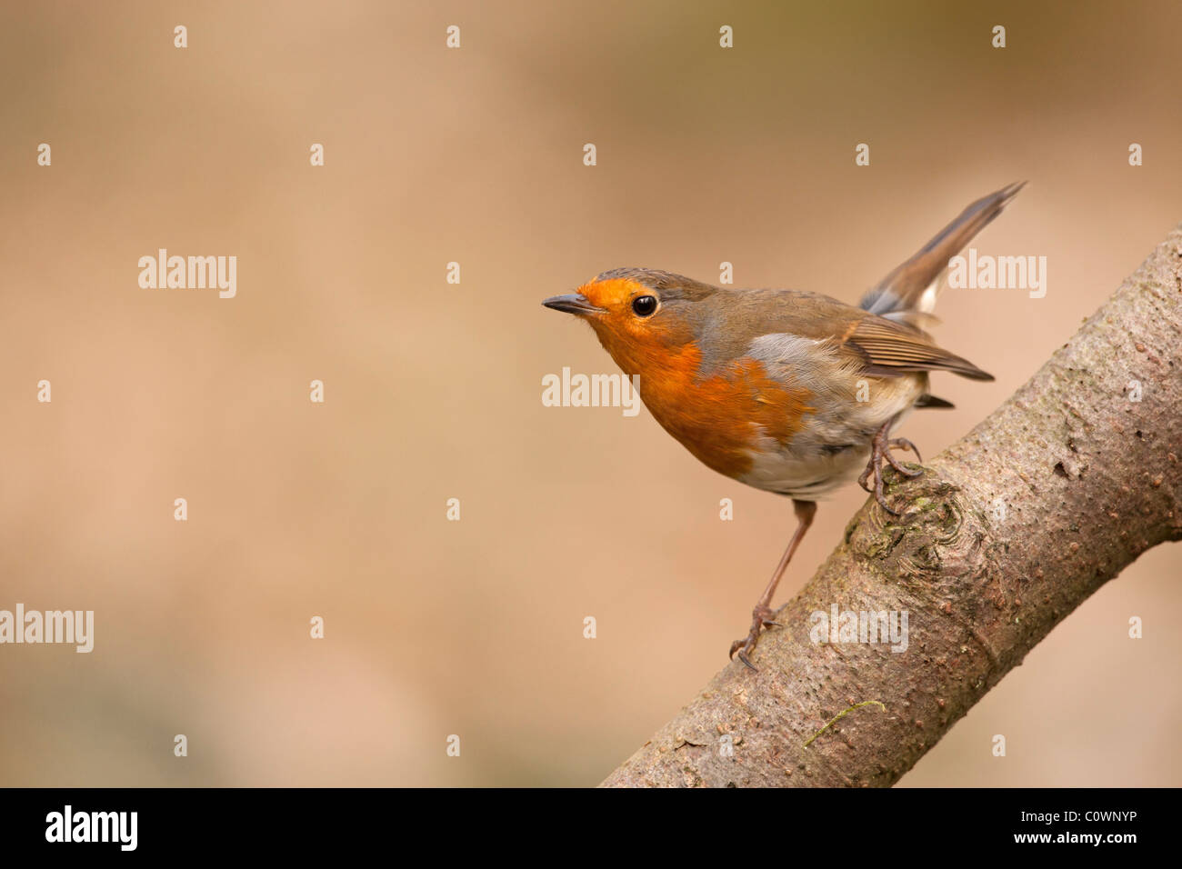 European Robin (Erithacus rubecula) adult perched on branch, UK. Stock Photo