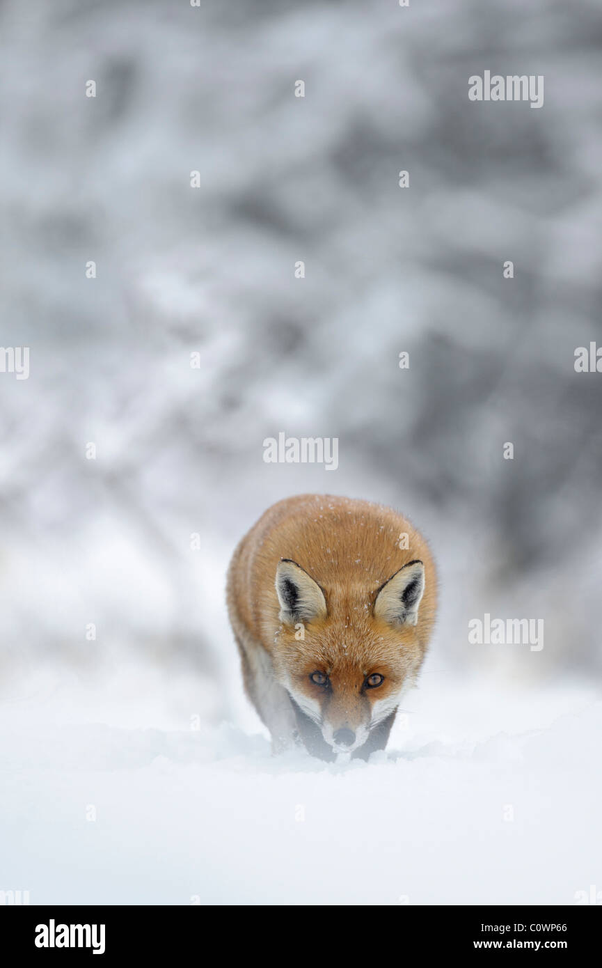 Red Fox (Vulpes vulpes), adult walking in snow. Stock Photo