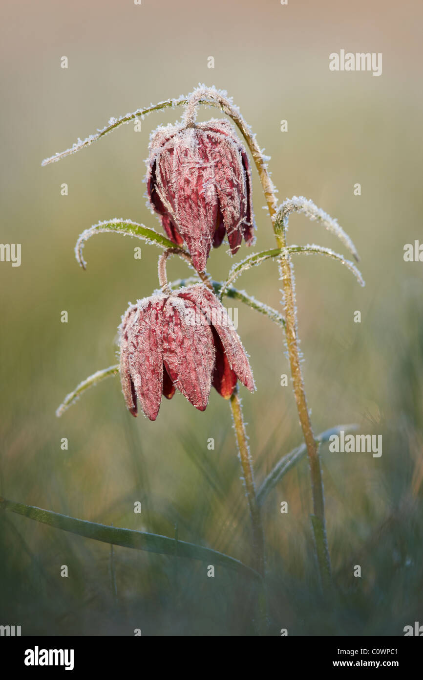 Frost covered Snakes Head Fritillaries Stock Photo