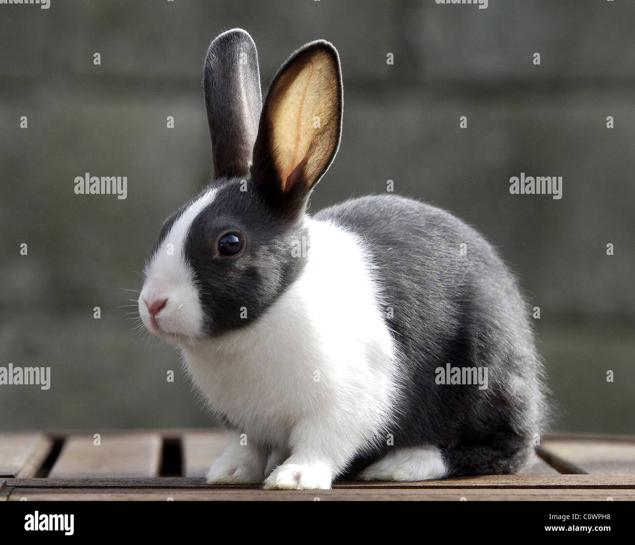 Black And White Rabbit Pictures Stock Photos & Black And White Rabbit
